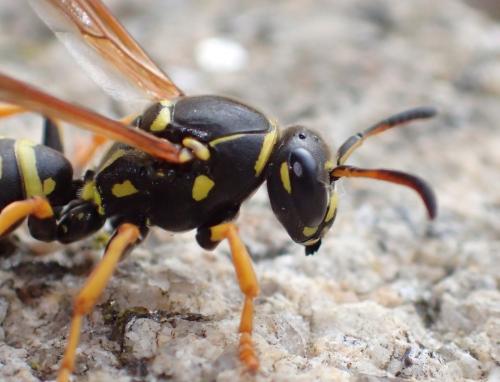 Polistes sp.